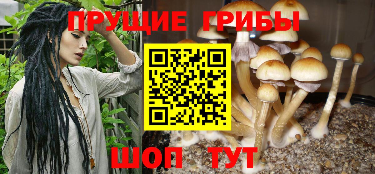 Галлюциногенные грибы GOLDEN TEACHER  Вход с VPN  наркотики  Медногорск 